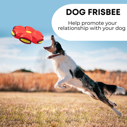 Paw & Pause Rubber Dog Frisbee — Durable Outdoor Fetch Disc